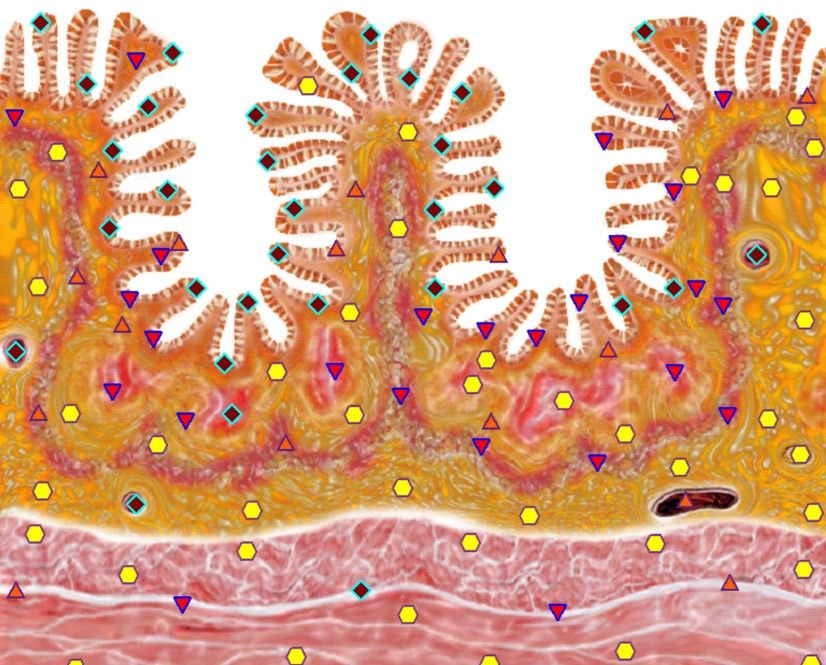 Bioresonance diagram